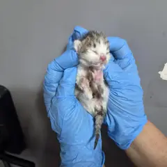 울주군 흰색/검은색 얼룩무늬 한국 고양이 성별 미상