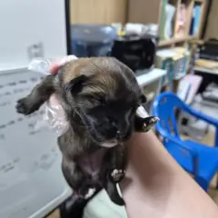 울주군 밤색 믹스견 암컷