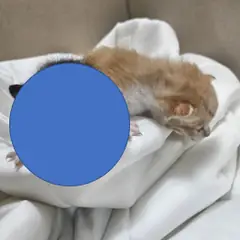 울주군 레몬색&흰색 한국 고양이 성별 미상
