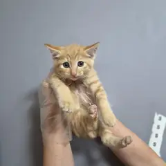 울주군 레몬색&흰색 한국 고양이 수컷