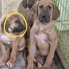 울주군 황갈색 도사 믹스견 성별 미상