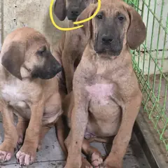 울주군 황갈색 도사 믹스견 성별 미상