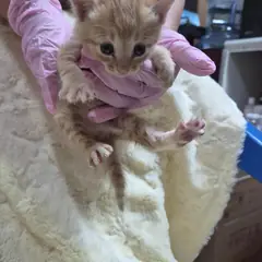 울주군 평행·전체·부분줄무늬 한국 고양이 암컷