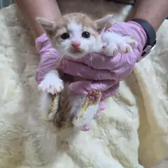울주군 평행·전체·부분줄무늬 한국 고양이 암컷