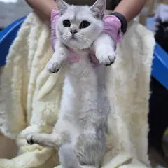 울주군 청회색 브리티시 쇼트헤어 암컷