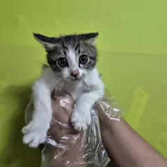 울주군 평행·전체·부분줄무늬 한국 고양이 성별 미상