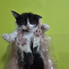 울주군 흰색/검은색 얼룩무늬 한국 고양이 암컷