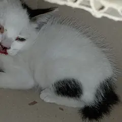 울주군 흰색/검은색 얼룩무늬 한국 고양이 성별 미상