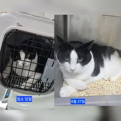 수원시 기타(흑백색) 한국 고양이 암컷