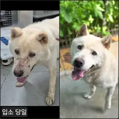 수원시 흰색 믹스견 수컷