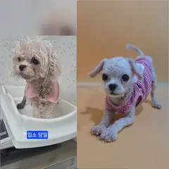 수원시 흰색 푸들 수컷