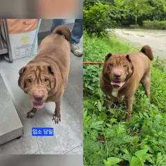 수원시 기타(갈색) 샤페이 암컷