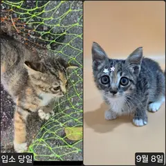 수원시 기타(백흑갈색) 한국 고양이 암컷