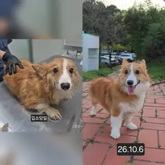 수원시 갈색 웰시 코기 펨브로크 수컷