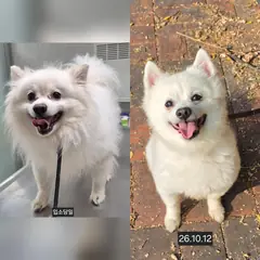 수원시 흰색 스피츠 수컷