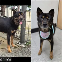 수원시 검정색 믹스견 암컷