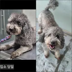 수원시 기타(실버) 푸들 수컷