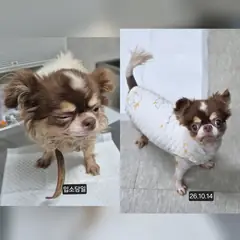 수원시 기타(.) 치와와 성별 미상