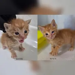 수원시 기타(치즈) 한국 고양이 성별 미상