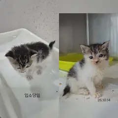 수원시 기타(검정,흰색) 한국 고양이 성별 미상
