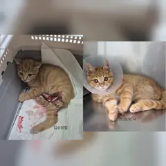 수원시 기타(갈백색) 한국 고양이 수컷