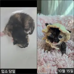 수원시 기타(검정갈색) 한국 고양이 성별 미상