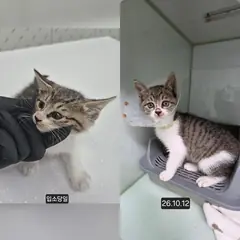 수원시 기타(백갈흑색) 한국 고양이 성별 미상