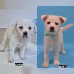 수원시 흰색 믹스견 수컷