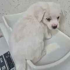 수원시 흰색 믹스견 수컷