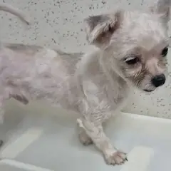 수원시 흰색 말티즈 수컷