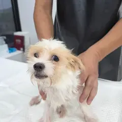 수원시 흰색 믹스견 수컷