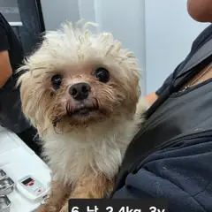 수원시 흰색 믹스견 수컷