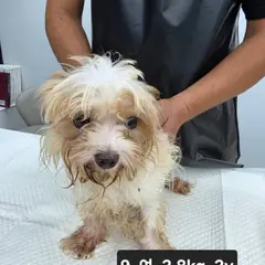 수원시 흰색 믹스견 암컷
