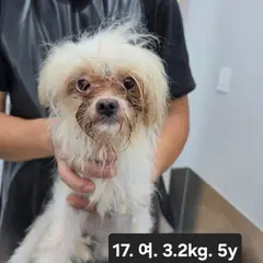 수원시 흰색 믹스견 암컷