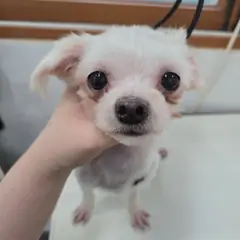 수원시 흰색 믹스견 암컷