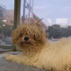 수원시 황갈색 믹스견 암컷