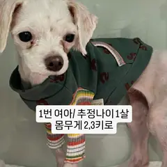 수원시 흰색 믹스견 암컷