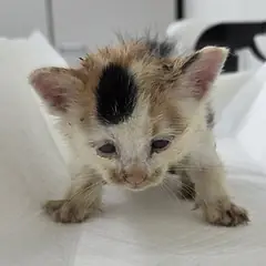 수원시 기타(백갈흑색) 한국 고양이 암컷
