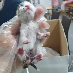 성남시 검은색흰색황토색조합 한국 고양이 암컷