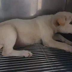 성남시 흰색 믹스견 수컷