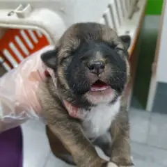 성남시 갈색 믹스견 암컷