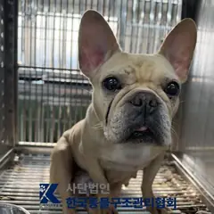 의정부시 기타(흰/갈) 프렌치 불독 암컷