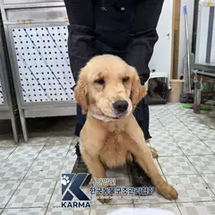 의정부시 갈색 골든 리트리버 암컷