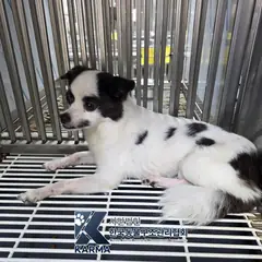 의정부시 검정&흰색 믹스견 수컷
