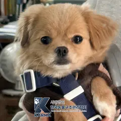 의정부시 갈색 믹스견 암컷