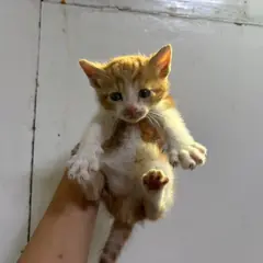 안양시 기타(갈백) 한국 고양이 수컷