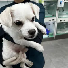 부천시 흰색 말티즈 수컷
