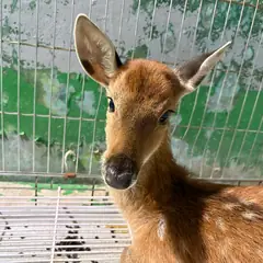 광명시 기타(갈흑) 기타축종 성별 미상