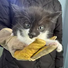 광명시 기타(흑백) 한국 고양이 암컷