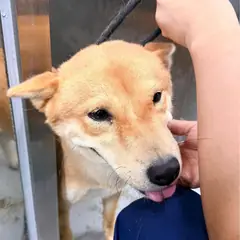 평택시 금색 믹스견 암컷
